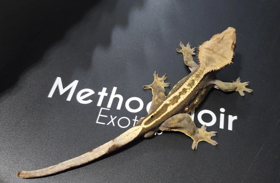 RTB Dark Pos Het Axanthic Lineage - Crested Gecko