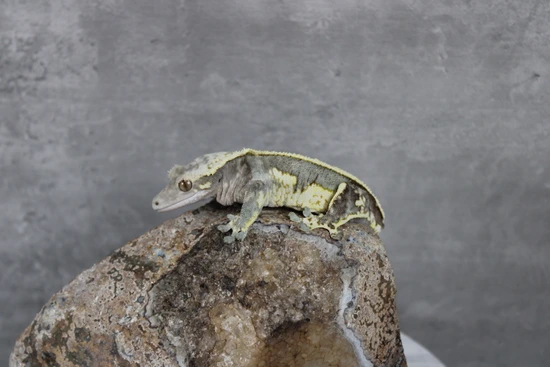 Cold Fusion Dark Base Extreme Harlequin - Crested Gecko