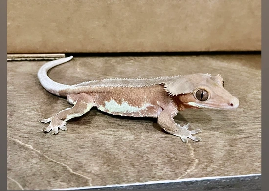 Phantom Lilly White - Crested Gecko