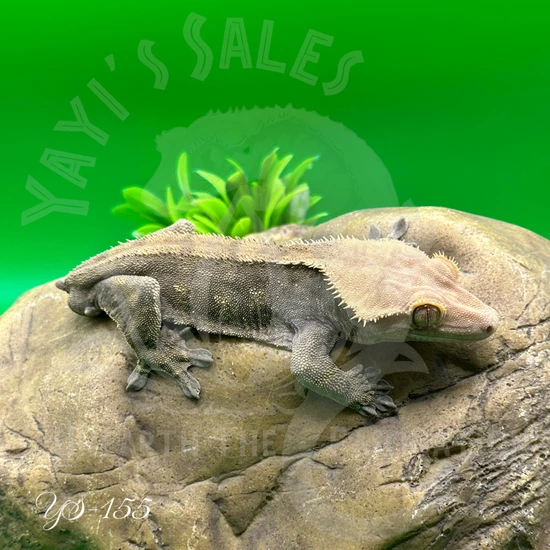 Phantom/Olive - Crested Gecko