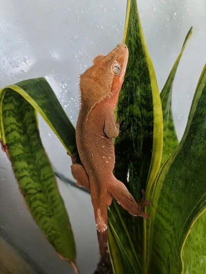 Red Phantom Portholes Male - Crested Gecko