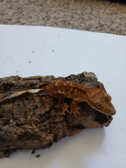 Flame Harlequin/red Dalmatian Mix - Crested Gecko