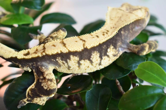 Muddy Waters - Crested Gecko