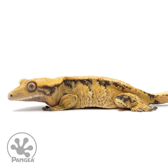 Female Tricolor Extreme Harlequin Crested Gecko Cr-2546