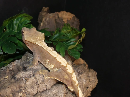 ‘Beast’ Fringemorphs Harlequin - TruePink Lineage - Crested Gecko