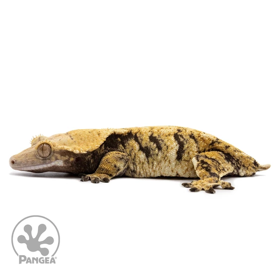 Female Tricolor XXX Crested Gecko Cr-2647