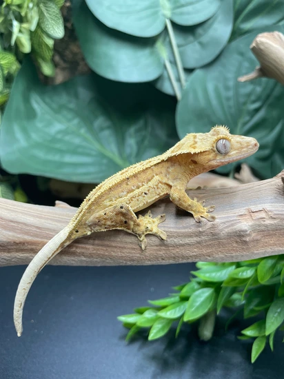 Insane Yellow Whiteout Crested Gecko