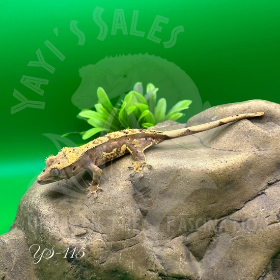 Harlequin - Crested Gecko