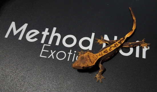 Dark Pos Het Axanthic With Lineage - Crested Gecko