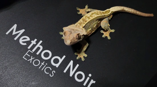 Large 50% Pos Het Axanthic Male W/ Lineage - Crested Gecko
