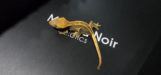 Pinstripe Pos Het Axanthic Noir X Clarice - Crested Gecko