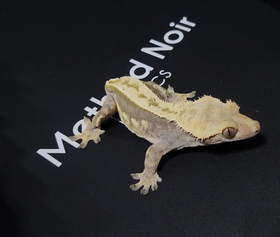 RTB Female - Crested Gecko