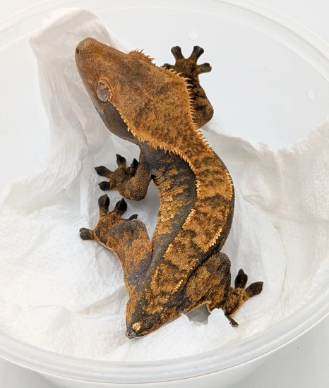 Halloween - Crested Gecko