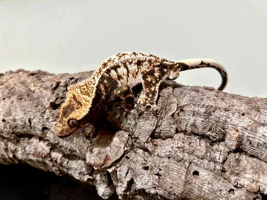 Ko Ko Pop - Crested Gecko