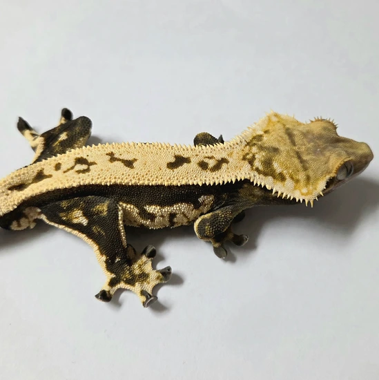 Black Quad-stripe Full Pinstripe - Crested Gecko