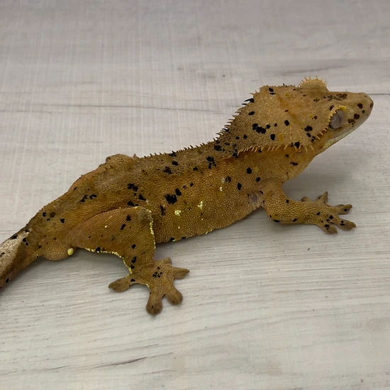 Proven Super Dalmation - Crested Gecko