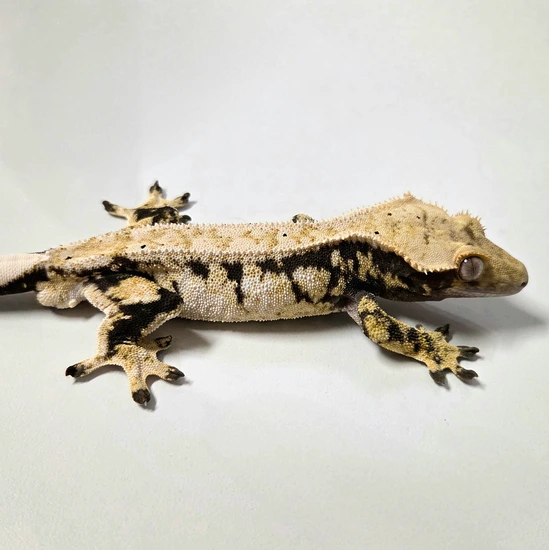 Drippy Extreme Harlequin Partial Pinstripe - Crested Gecko