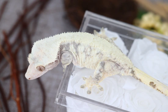 Gekkonidazed: Loki X Midori - Crested Gecko