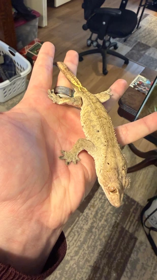 Hedwig - Crested Gecko