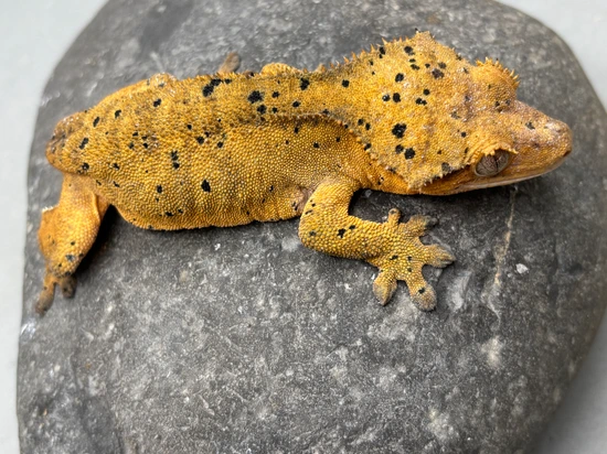 Super Dalmatian - Crested Gecko
