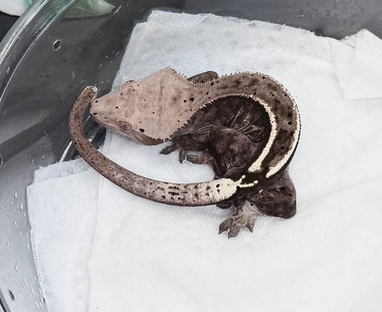 Lavender Softscale Capp - Crested Gecko