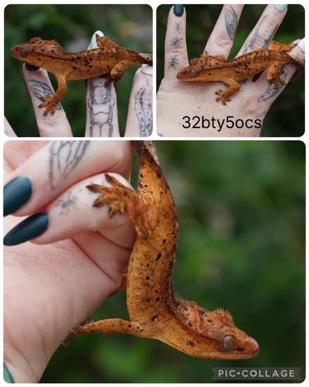 32bty5ocs1 - Crested Gecko