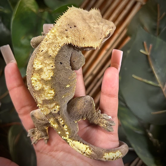 100% Het Axanthic - Crested Gecko
