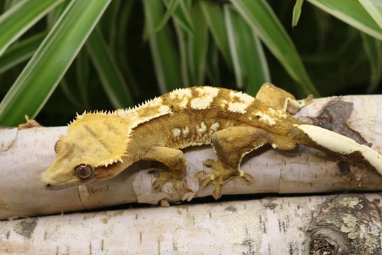 Yellow Harlequin Male - Crested Gecko