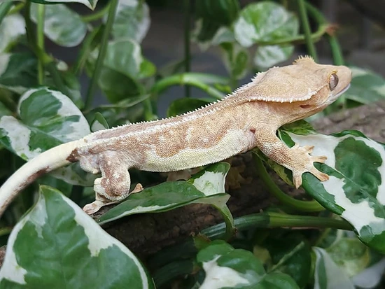 Stan The Man - Crested Gecko
