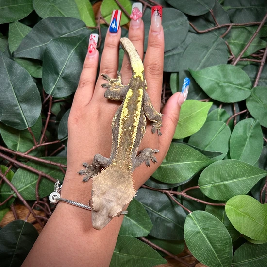 Cappuccino - Crested Gecko