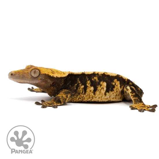 Female Extreme Harlequin Crested Gecko Cr-1966