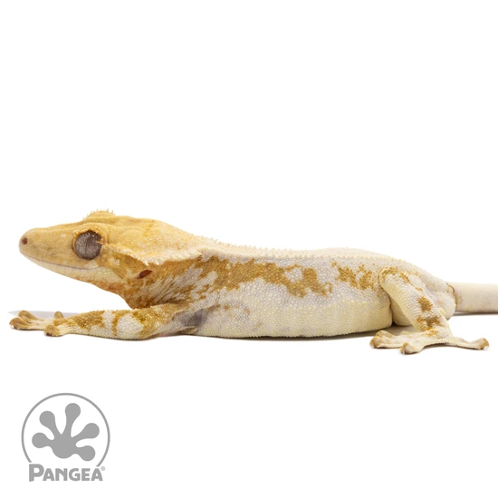 Hypo Yellow Lilly White Crested Gecko Cr-2506