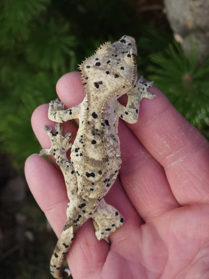 Ink Spot Super Dalmation - Crested Gecko