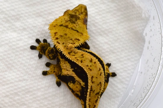 RTB Tang White-Wall - Crested Gecko