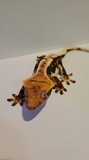 Altitude Tri-color Female Lily - Crested Gecko