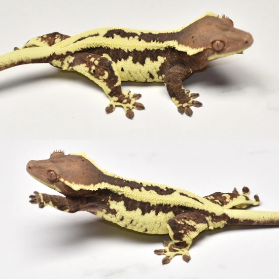 Frappuccino Female - Crested Gecko