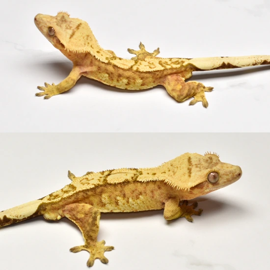 Yellow 50% Pos Het Axanthic Male - Crested Gecko
