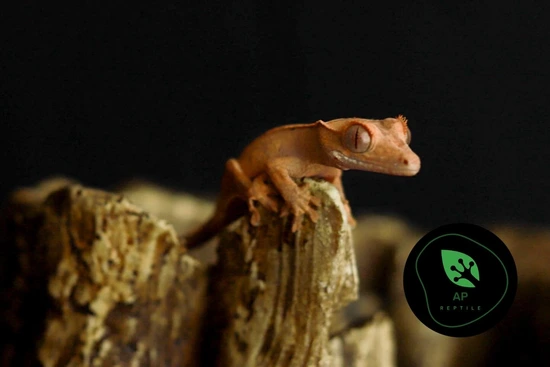 Harlequin (Pos Extreme)*Portholes - Crested Gecko