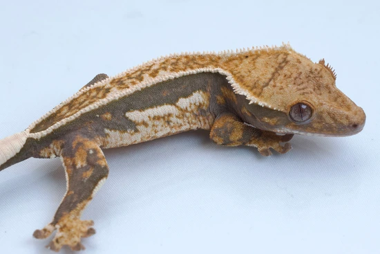 Tricolor EB Quadstripe 50% Het Superstripe - Crested Gecko