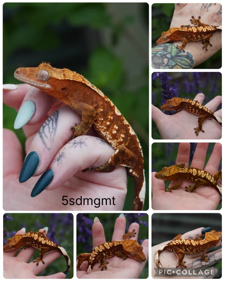 5sdmgmt - Crested Gecko