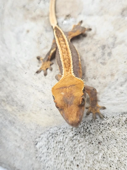 Red Based Quad Stripe Dalmatian - Crested Gecko