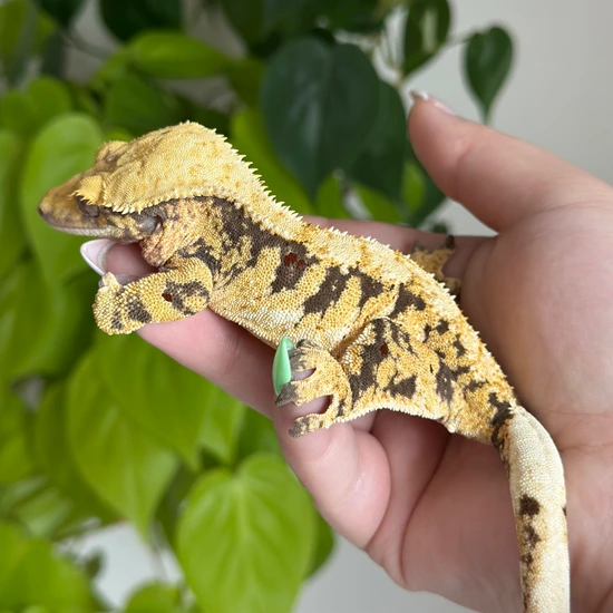 Tricolor Extreme Harlequin - Crested Gecko