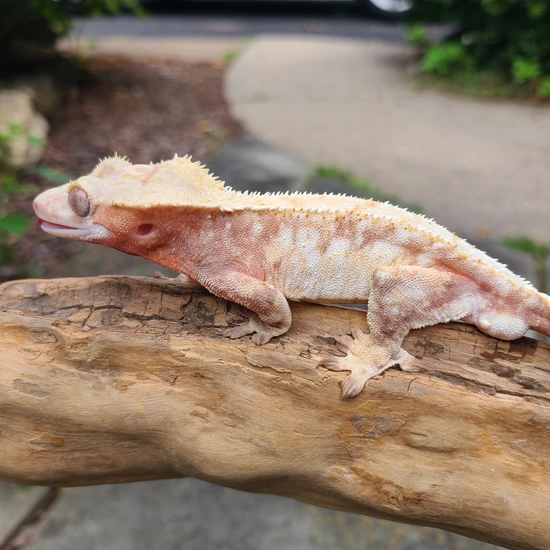 Red Base Drippy Extreme Harlequin - Crested Gecko