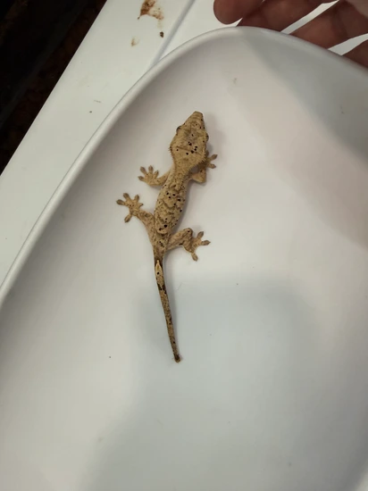 Dalmatian - Crested Gecko