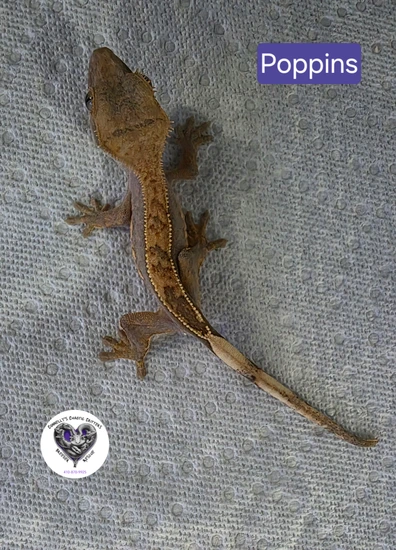 Emptyback Pinstripe - Crested Gecko