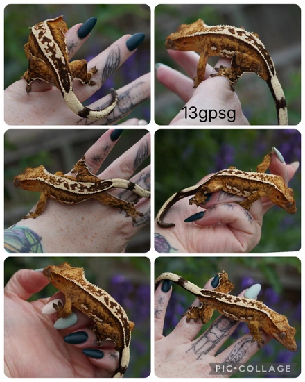 13gpsg2 - Crested Gecko