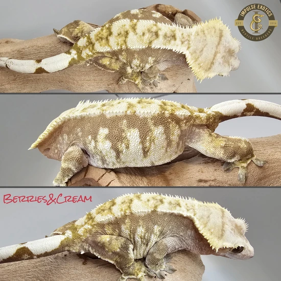 PROVEN Red Tricolor Extreme Harlequin - Crested Gecko