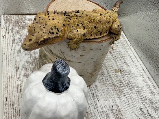 Super Dalmatian - Crested Gecko