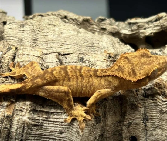 Bucket - Pos Het Axanthic Tiger Yellow - Crested Gecko