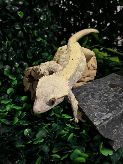Lilly White Strawberry Dalmatian - Free Shipping - Crested Gecko